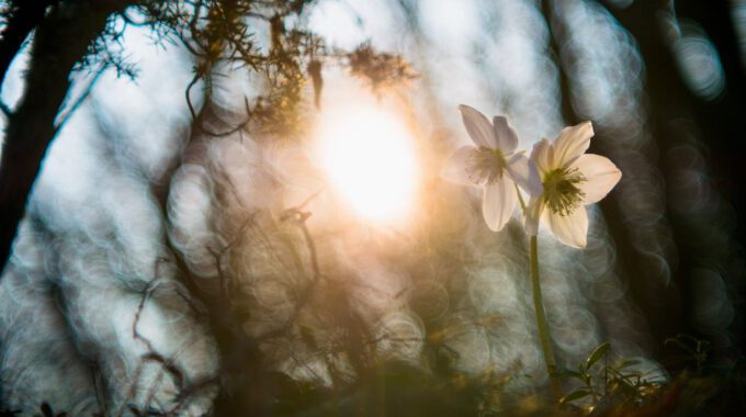 Christrose in der Wintersonne
