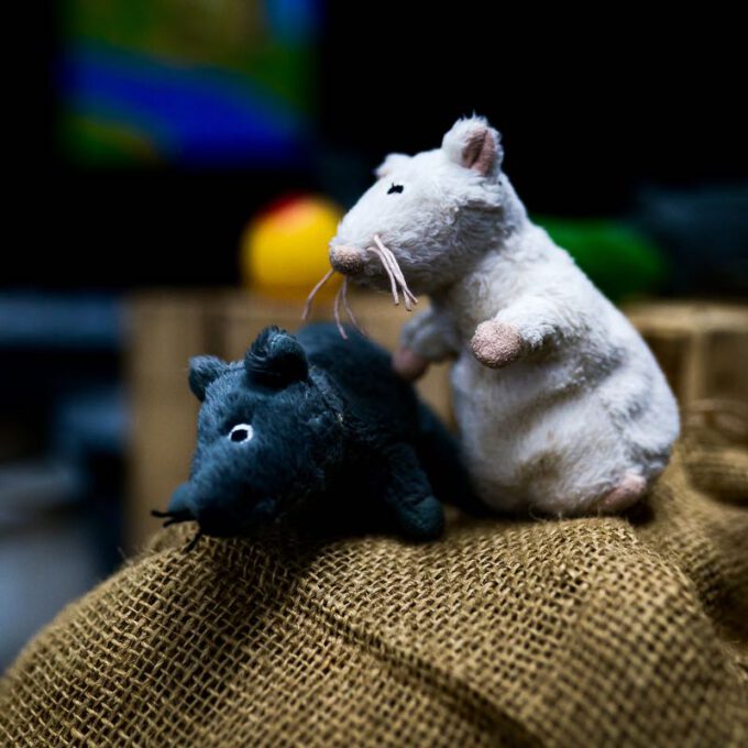 Plüschratten in der Theaterkulisse