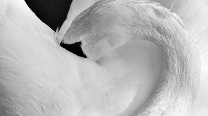 Schwan beim Putzen seines Gefieders