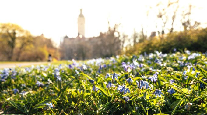 Frühblüher vor dem Neuen Rathaus Leipzig