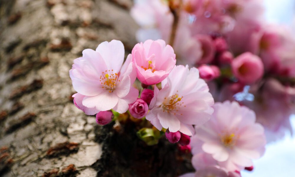 Rosa Frühlingsknospen an einem Baumstamm