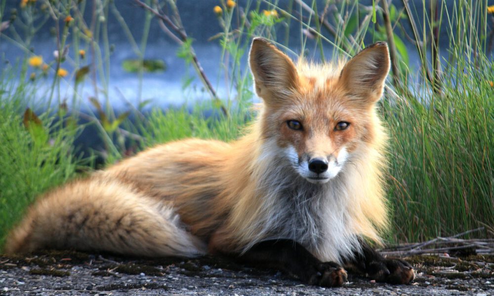 Ein Fuchs Mit Seidigem Fell