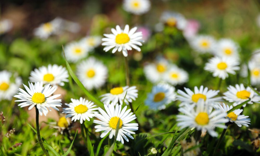 Gänseblümchen recken sich nach der Sonne