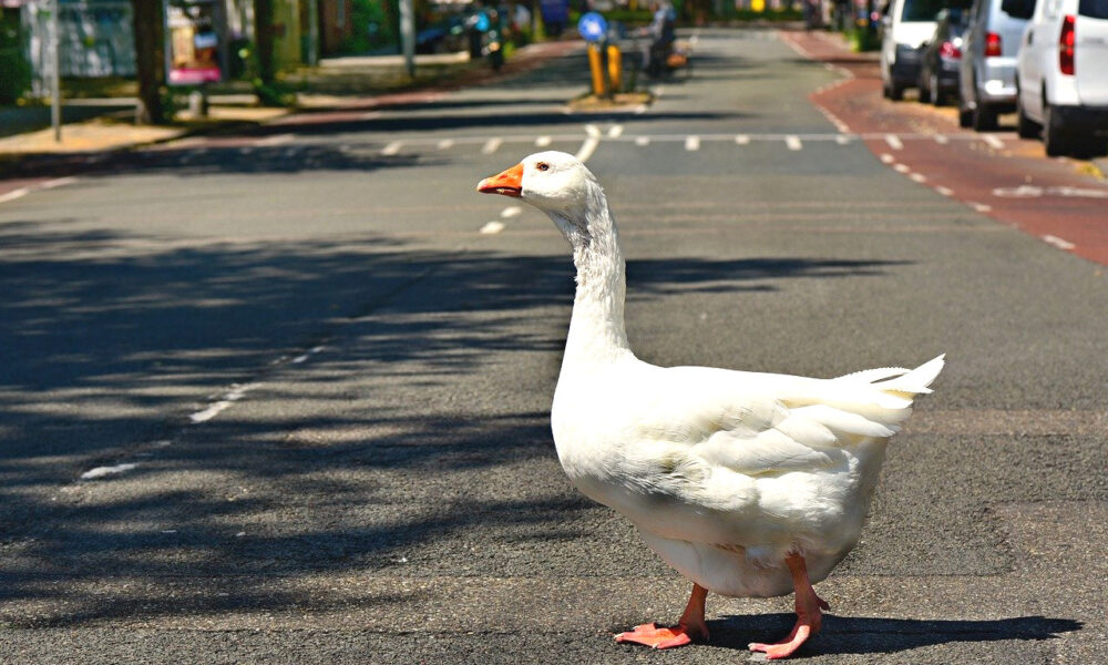 Eine Gans überquert seelenruhig die Straße