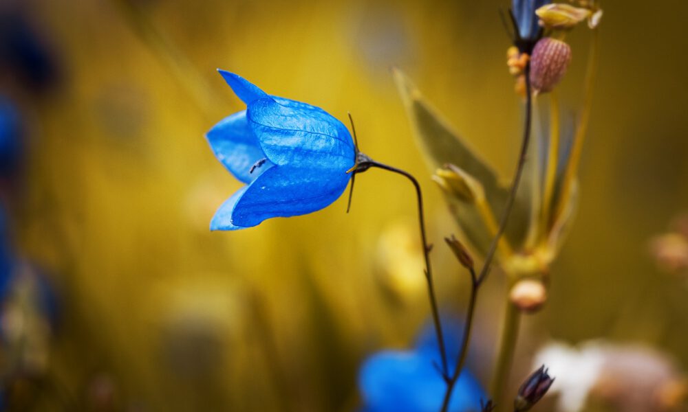 Blaue Glockenblume Auf Einer Wiese