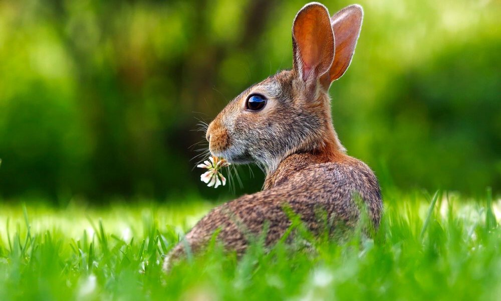 Ein Hase mit einer Kleeblüte im Maul