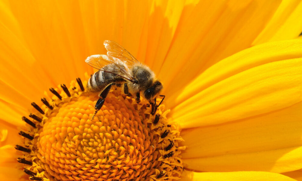Honigbiene beim Nektarsammeln auf gelber Blüte