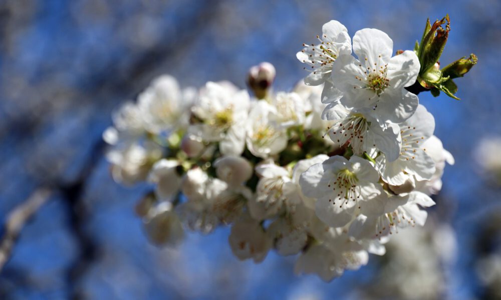 Kirschblüten vor blauem Himmel