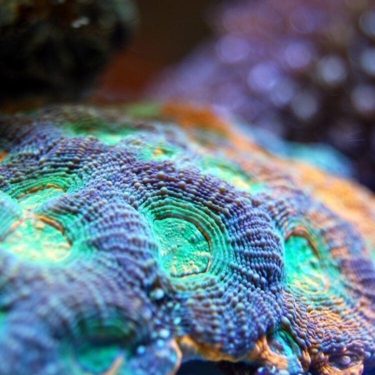 Vielfarbiges Korallenriff