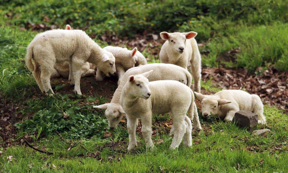 Lämmer grasen auf einer Wiese