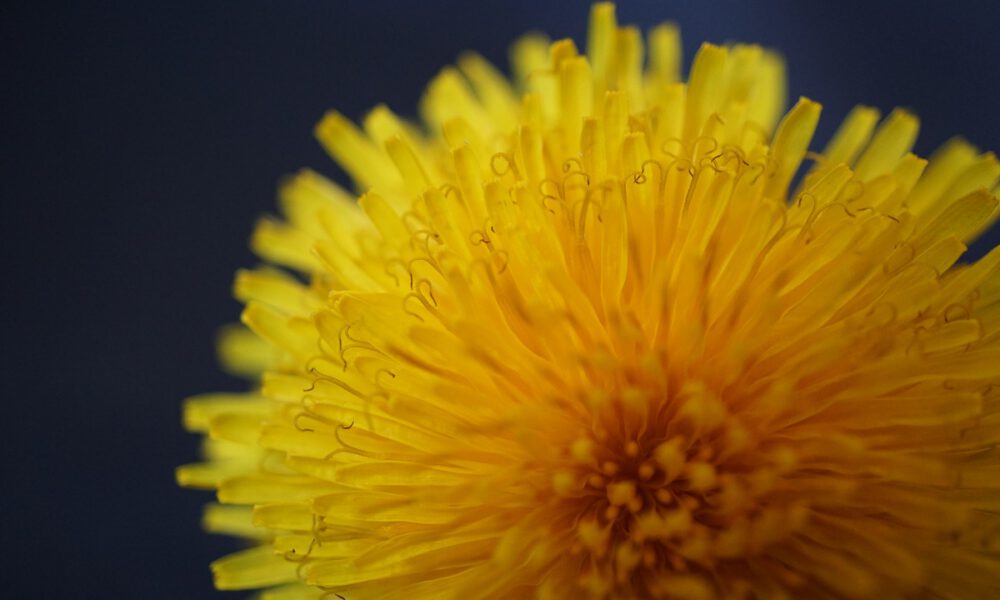 Löwenzahnblüte vor dunklem Grund