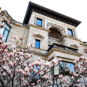 Magnolienblüten im Frühjahr 2020