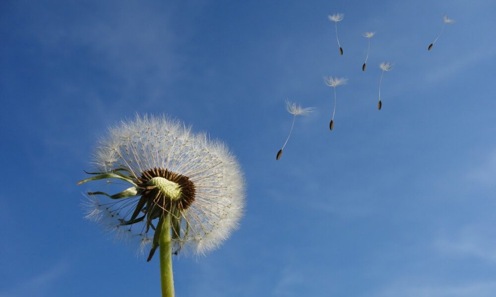 Pusteblume mit fliegenden Samen