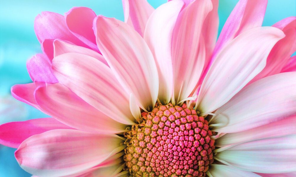 Rosa Gerbera in voller Blüte