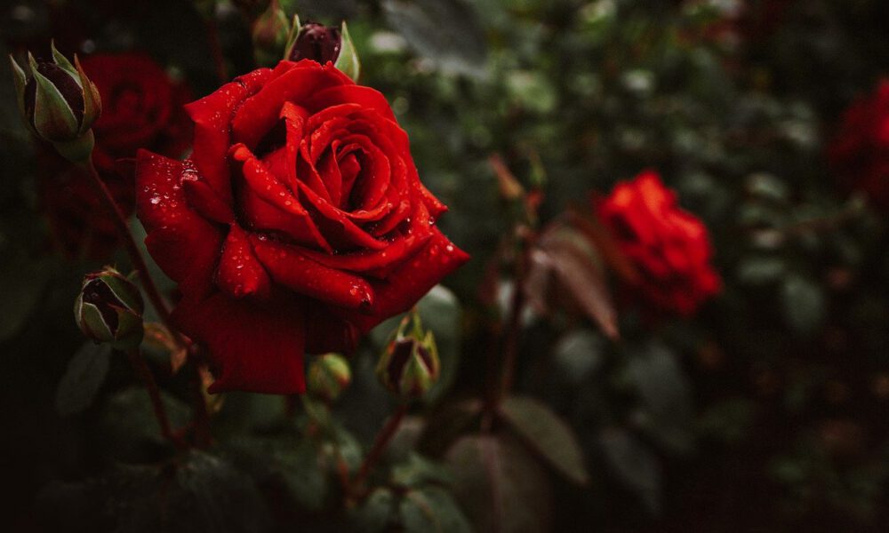 Rote Rosenblüte mit Regentropfen