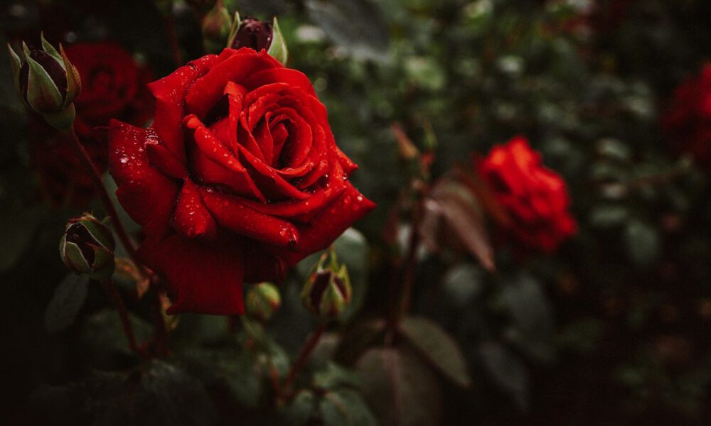 Rote Rosenblüte Mit Regentropfen