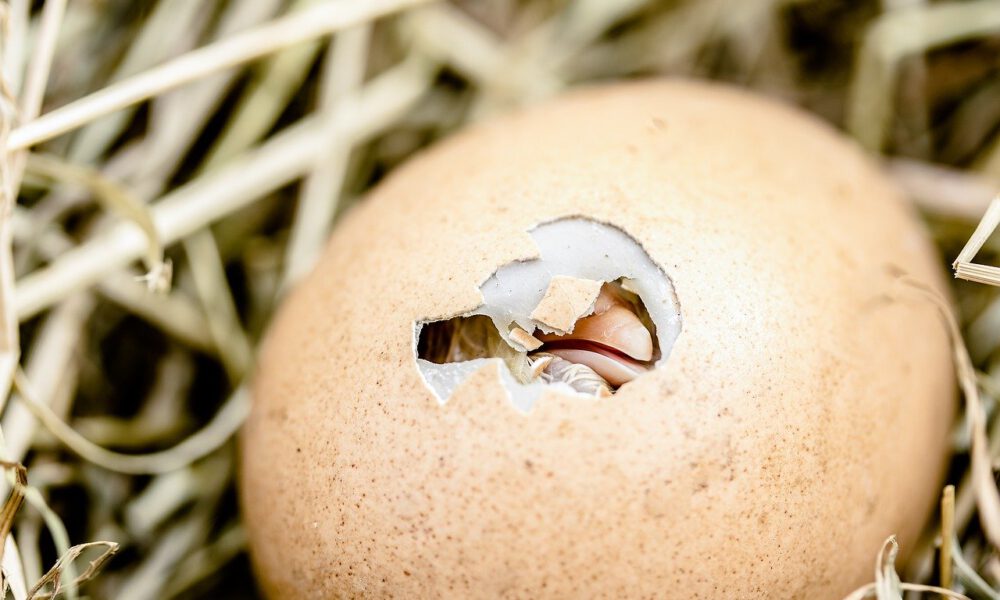 Schlüpfendes Küken - Die Eierschale Hat Bereits Risse