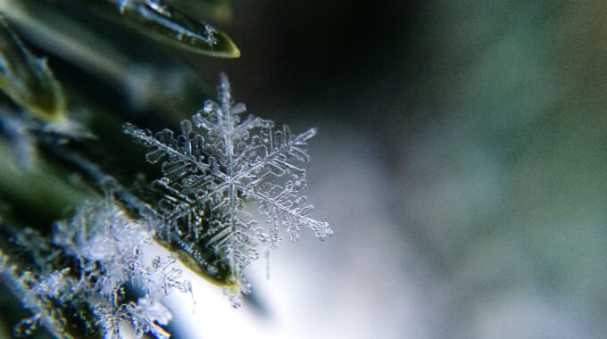 Eiskristalle auf Grashalmen