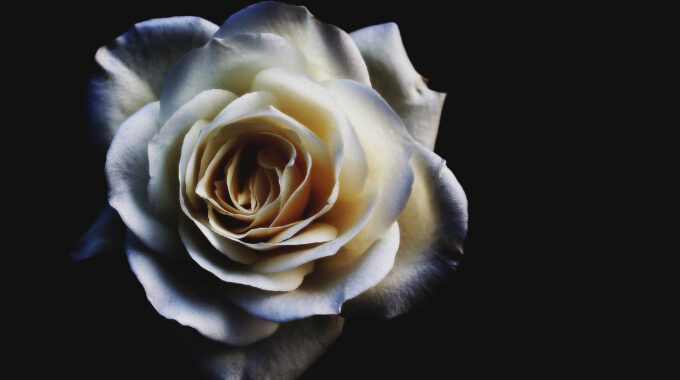 CD-Cover mit weißer Rose auf dunklem Grund