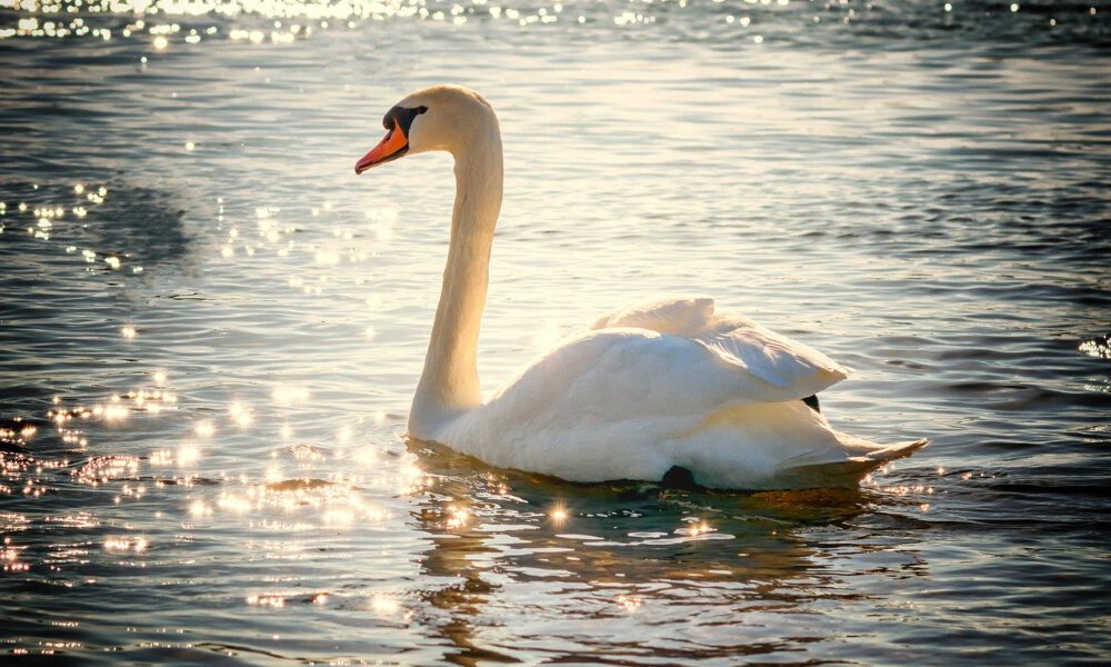 Ein Stolzer Schwan Gleitet Auf Glitzerndem Wasser