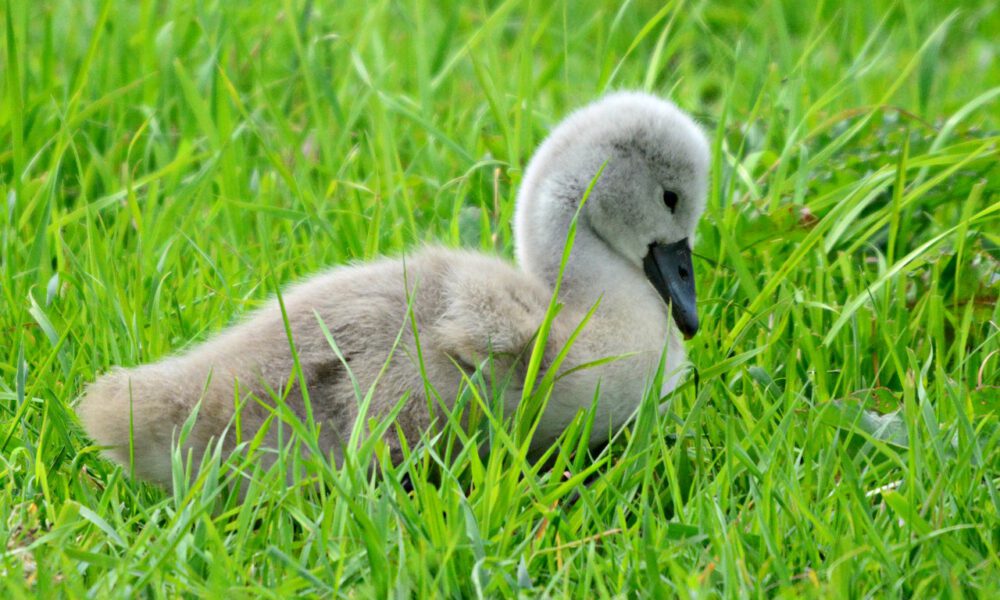 Ein Schwanenjunges Sitzt Im Gras