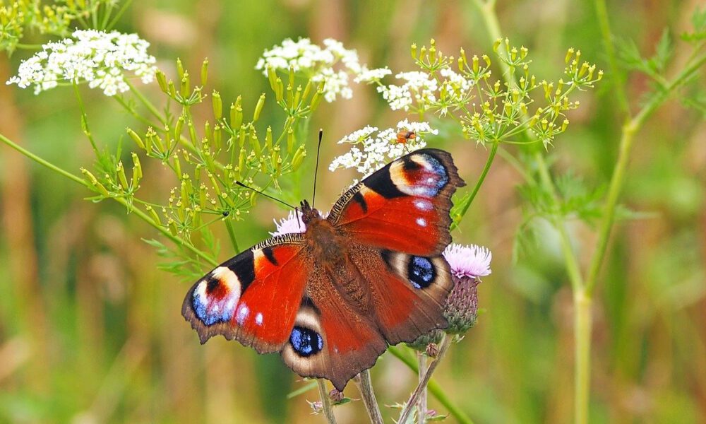 Ein Tagpfauenauge Sitzt Auf Einer Blüte