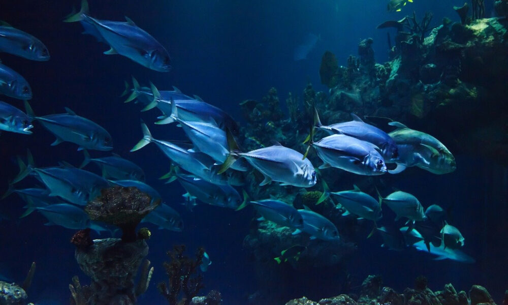 Unterwasserszene mit Thunfischen