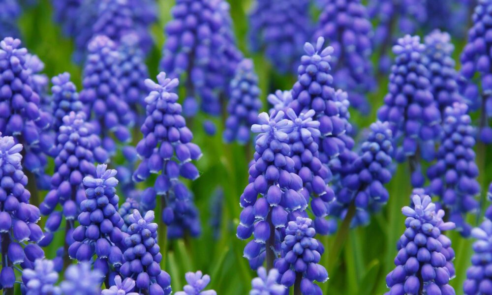 Violette Traubenhyazinthen in voller Blüte