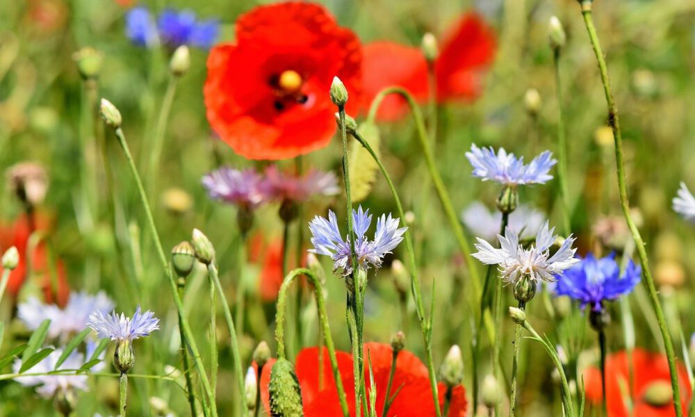 Wildwiese Mit Mohn Und Kornblumen