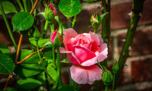 Zarte Rosa Rose In Starken Dornenumfeld