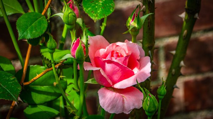 Zarte rosa Rose in starken Dornenumfeld