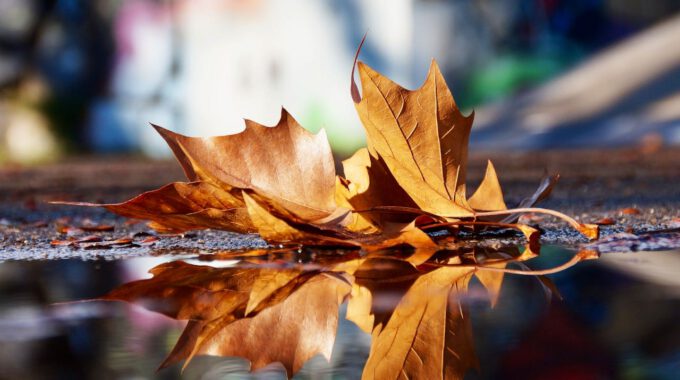 Herbstlaub spiegelt sich in Wasser