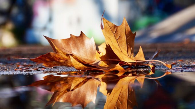 Herbstlaub Spiegelt Sich In Wasser